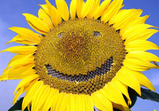 向日葵向什么方向？向日葵的花語(yǔ)是什么