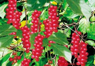 山茱萸什么時(shí)候成熟？山茱萸什么時(shí)候結(jié)果？