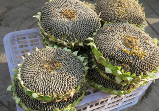 一朵向日葵能結(jié)多少葵花籽？葵花籽為什么也會(huì)致癌