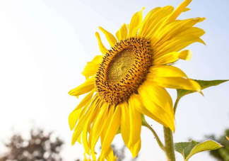 向日葵為什么叫向日葵？向日葵是哪個(gè)國(guó)家的國(guó)花