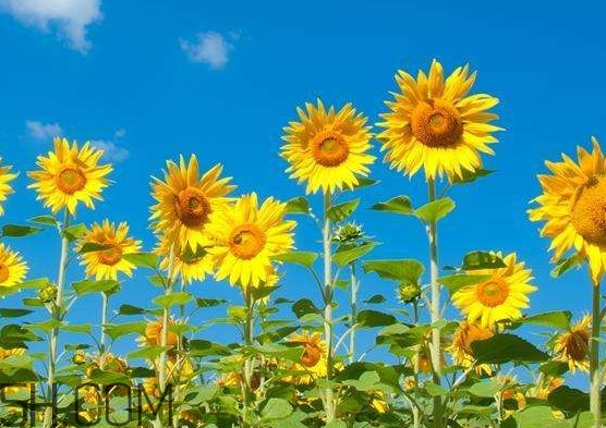 向日葵什么時(shí)候凋謝？向日葵的精神是什么