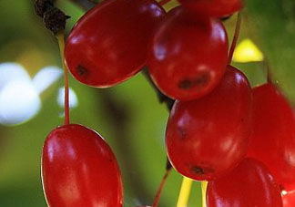 山茱萸是山萸肉嗎？山茱萸是吳茱萸嗎？