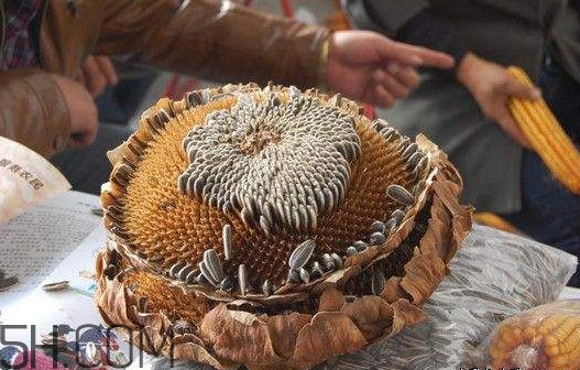 葵花籽怎么弄下來(lái)？葵花籽怎么脫粒