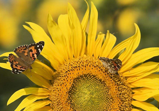 向日葵是怎么傳播種子的？向日葵是圍著太陽(yáng)轉(zhuǎn)嗎