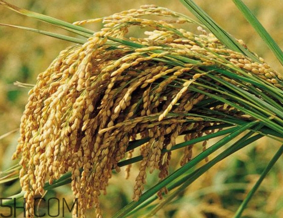 五常大米什么時候收割？五常大米的功效與作用