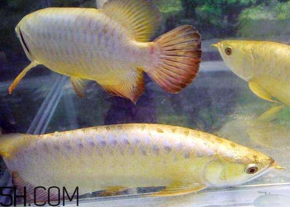 金龍魚有什么寓意？金龍魚有幾個品種