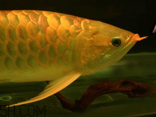 什么魚和金龍魚一起養(yǎng)好？金龍魚怎么養(yǎng)