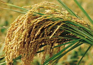 五常大米什么時(shí)候收割？五常大米的功效與作用