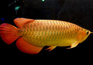 金龍魚能吃嗎？紅龍魚貴還是金龍魚貴