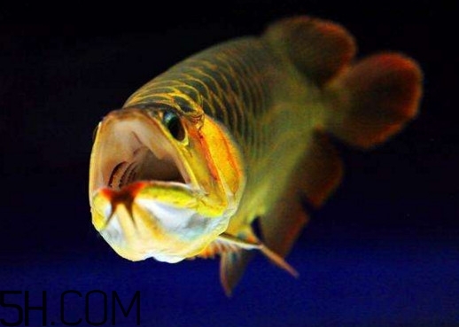 金龍魚有什么寓意？金龍魚有幾個品種