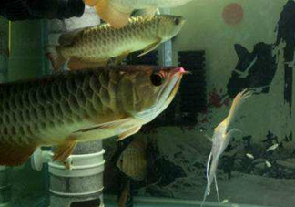 金龍魚是怎么繁殖？養(yǎng)金龍魚有什么講究