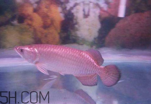 金龍魚是怎么繁殖？養(yǎng)金龍魚有什么講究