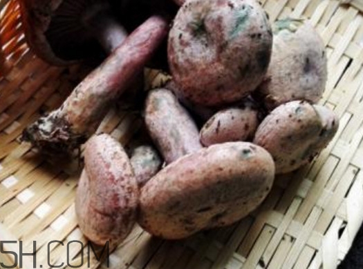 重陽菌燉久了營養(yǎng)會流失嗎？重陽菌長霉還能吃嗎