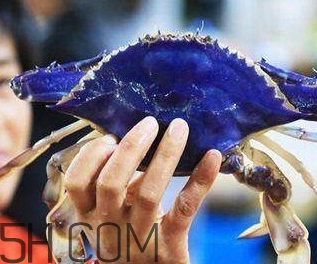 藍(lán)色梭子蟹可以吃嗎？梭子蟹蟹腿變藍(lán)可以吃嗎