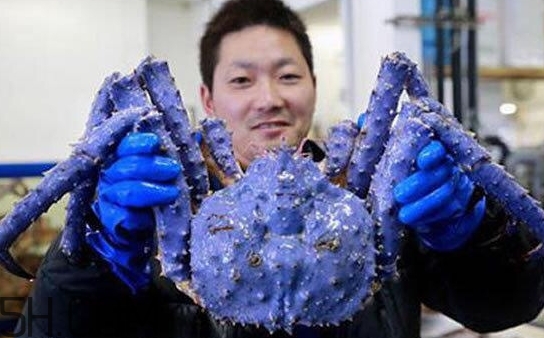 藍(lán)色梭子蟹可以吃嗎？梭子蟹蟹腿變藍(lán)可以吃嗎