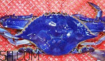 藍(lán)色梭子蟹可以吃嗎？梭子蟹蟹腿變藍(lán)可以吃嗎