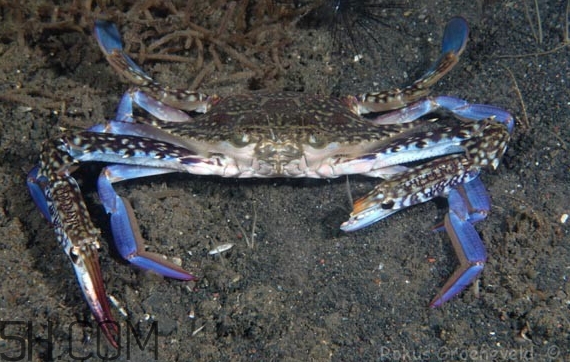藍(lán)色梭子蟹可以吃嗎？梭子蟹蟹腿變藍(lán)可以吃嗎