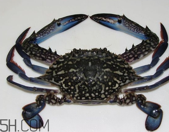 藍(lán)色梭子蟹可以吃嗎？梭子蟹蟹腿變藍(lán)可以吃嗎