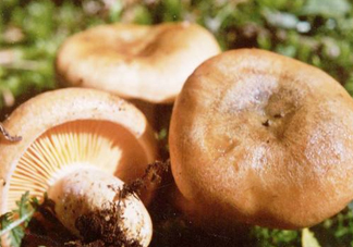 樅樹菌有點霉了能吃嗎？樅樹菌能和皮蛋一起吃嗎