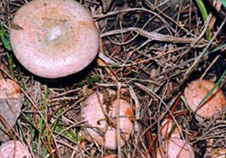 重陽(yáng)菌燉久了營(yíng)養(yǎng)會(huì)流失嗎？重陽(yáng)菌長(zhǎng)霉還能吃嗎