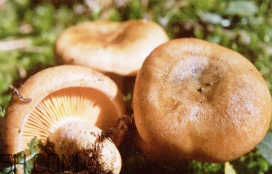 樅樹菌有點(diǎn)霉了能吃嗎？樅樹菌能和皮蛋一起吃嗎