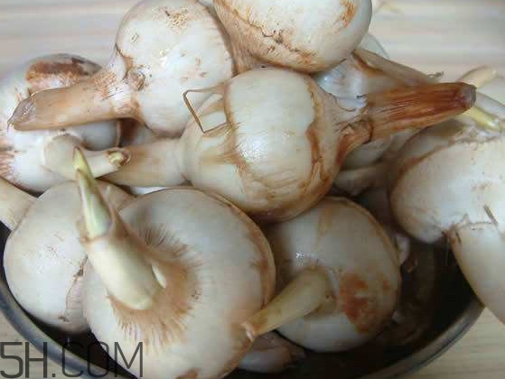 慈菇是什么？慈菇怎么吃