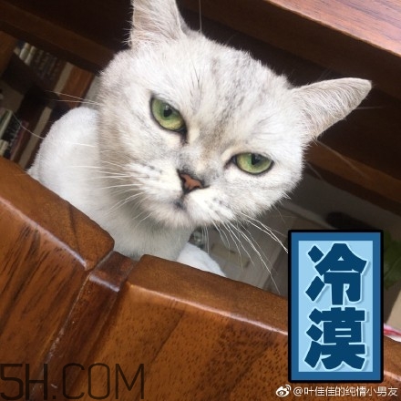 你個臭居居什么意思？你個臭居居表情包