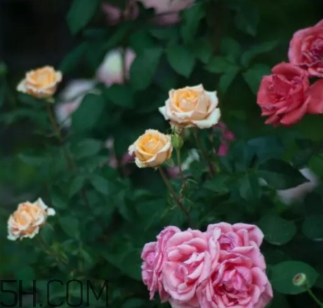 香水工坊茶玫瑰tea rose好聞嗎？tea rose香水有假貨嗎？