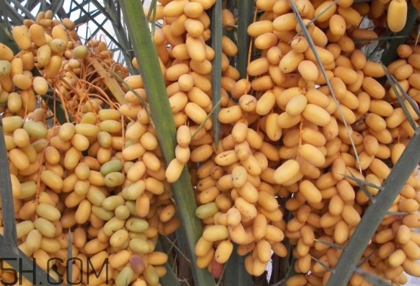 椰棗會(huì)上火嗎？椰棗有幾種