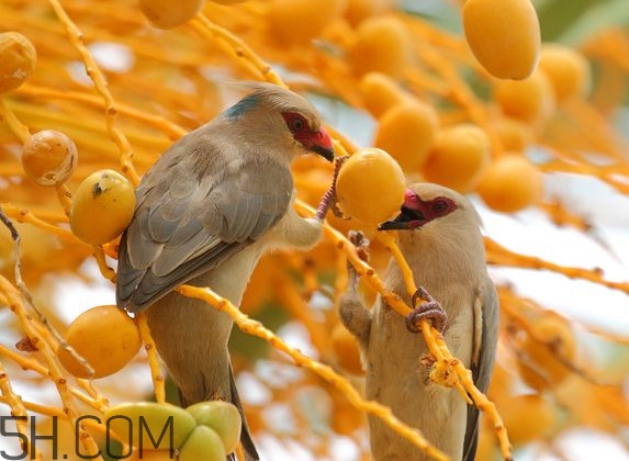 椰棗是哪里的特產(chǎn)？椰棗是棗嗎