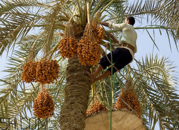 椰棗會(huì)上火嗎？椰棗有幾種