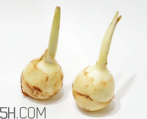 慈菇什么時(shí)候種？慈菇什么季節(jié)有