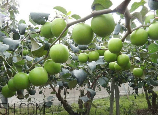 青棗核可以種嗎？青棗種植方法及管理