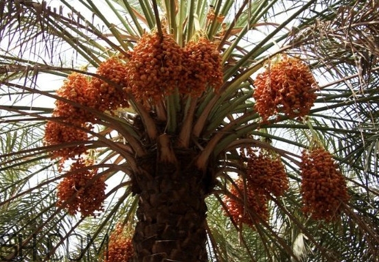 椰棗怎么保存？椰棗能提高性功能嗎