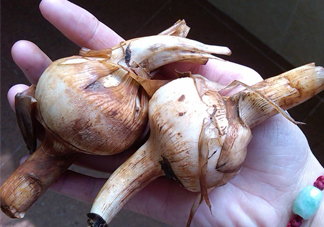 慈菇是什么？慈菇怎么吃