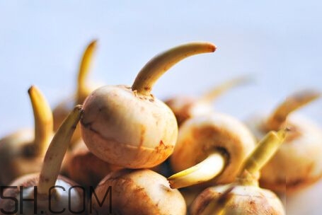 慈菇是什么？慈菇怎么吃