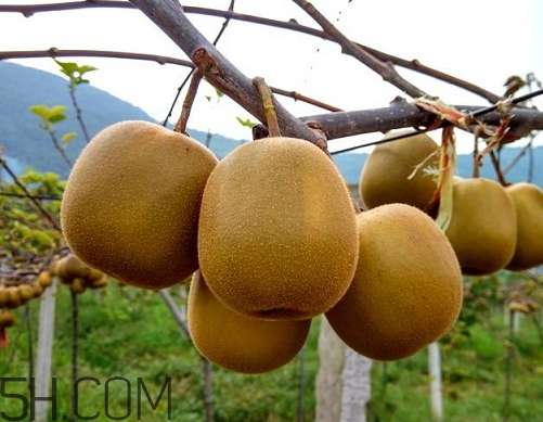 紅心獼猴桃怎么算熟了 紅心獼猴桃怎么放熟 紅心獼猴桃怎么算熟了 紅心獼猴桃怎么放熟