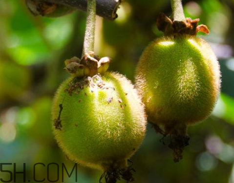 徐香獼猴桃什么時候上市 徐香獼猴桃?guī)自路莩墒? alt=