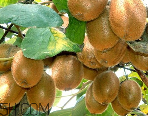 徐香獼猴桃什么時候上市 徐香獼猴桃?guī)自路莩墒? alt=