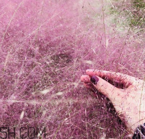 粉黛亂子是什么植物？粉黛亂子草花語