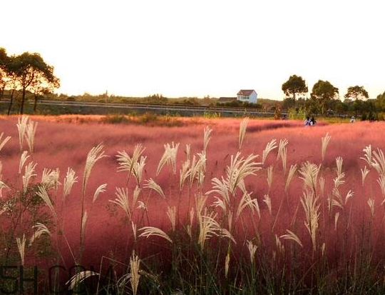 粉黛亂子是什么植物？粉黛亂子草花語