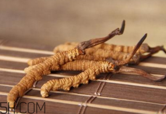 冬蟲(chóng)夏草怎么保存？冬蟲(chóng)夏草怎么挑選