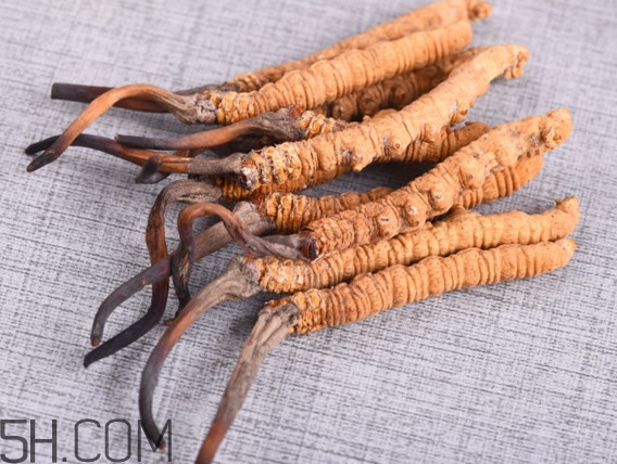 冬蟲夏草怎么泡酒？冬蟲夏草怎么燉