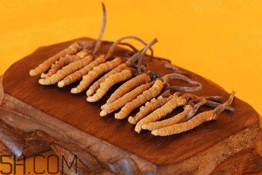 冬蟲(chóng)夏草是動(dòng)物還是植物？冬蟲(chóng)夏草是藥食同源嗎