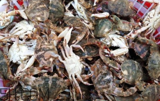 花蓋蟹和梭子蟹哪個好吃？花蓋蟹和梭子蟹區(qū)別