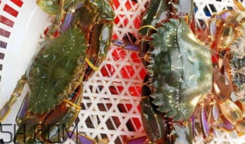 花蓋蟹和梭子蟹哪個好吃？花蓋蟹和梭子蟹區(qū)別