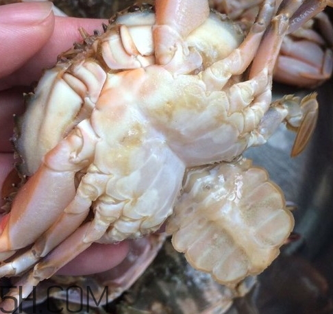 花蓋蟹和梭子蟹哪個好吃？花蓋蟹和梭子蟹區(qū)別