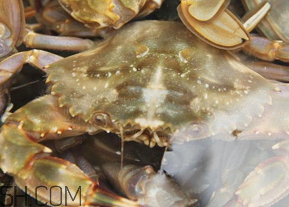 花蓋蟹和梭子蟹哪個好吃？花蓋蟹和梭子蟹區(qū)別