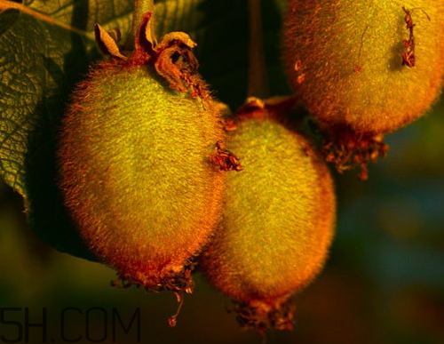 海沃德獼猴桃好吃嗎？海沃德獼猴桃酸嗎？