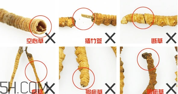 冬蟲夏草有假的嗎？冬蟲夏草不抗癌